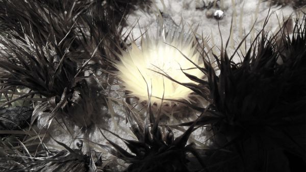 sollys,blomster,natur,gress,planter,snø