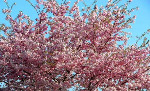 sakura,fioritura,cielo,ramo,primavera,umore