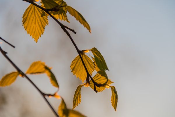 sollys,soloppgang,natur,gren,grønn,gul