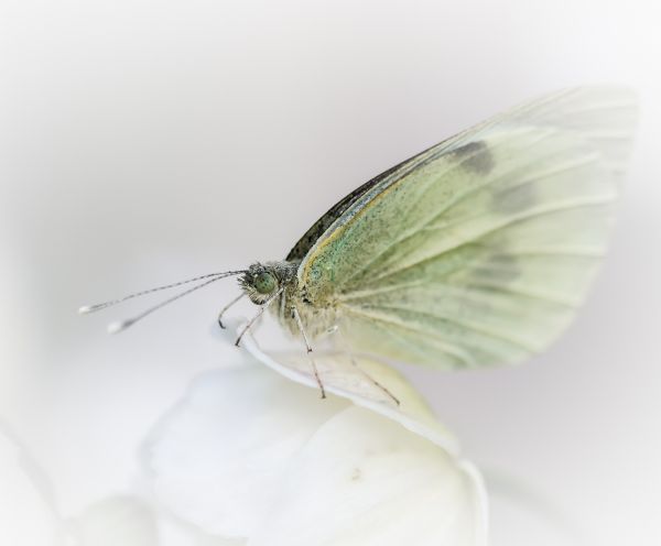 insekt,dybdeskarphet,natur,fotografering,makro,sommerfugl