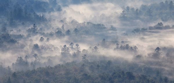 sunlight,trees,landscape,forest,nature,sky