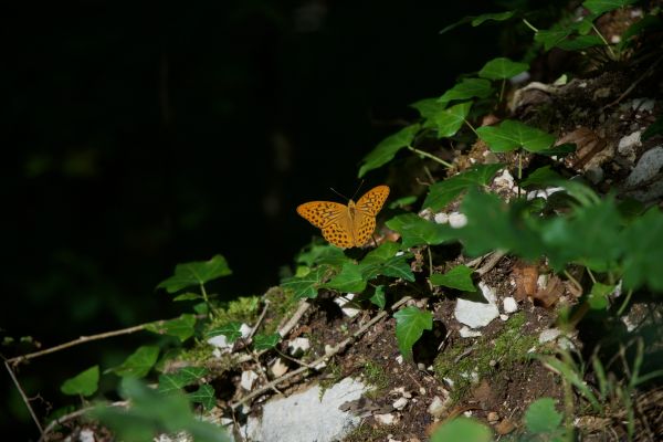 fjäril,skog,natur,växter