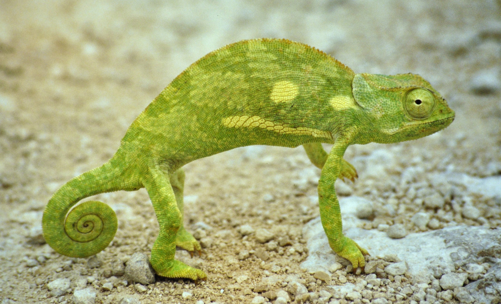 Afrika, zelená, film, zviera, analógový, logo, šmykľavka, safari, linux, afrika, Botswana, gr n, suse, chameleón, škubnutí, stupeň, echse, nikonf80, Molch, Chamäleon, realphotograph, kaltbl ter, botsuana, 220mm, sigma70300mmf4556, kodakelitechromeextracolour200