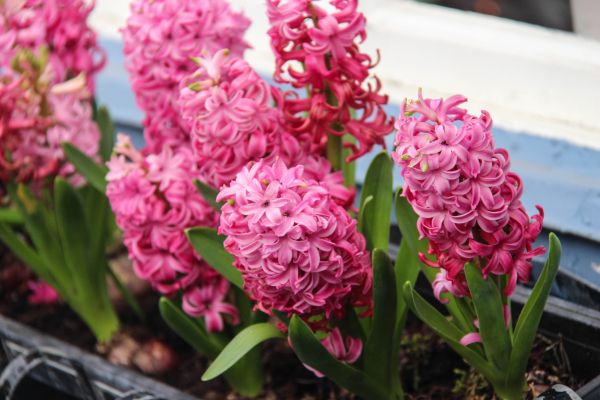 Denmark,Copenhagen,flower,plant,hyacinth,flora