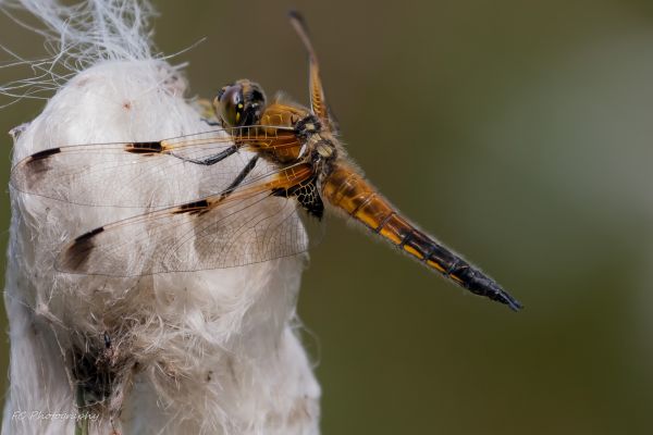 animal,insect,insects,Netherlands,animals,nl