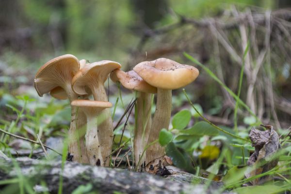 les,Příroda,rostliny,makro,houba,Volně žijících živočichů