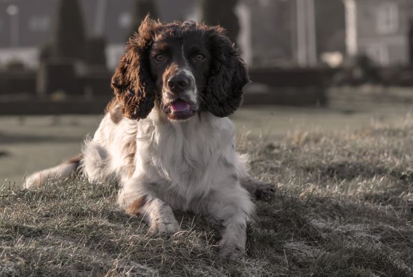 portræt,hund,natur,Danmark,dyr,udendørs