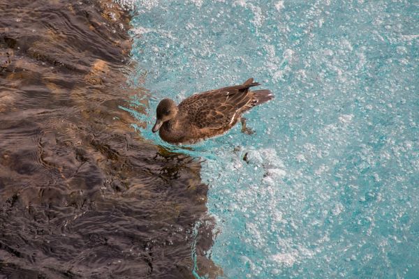 Fond simple,canard,eau