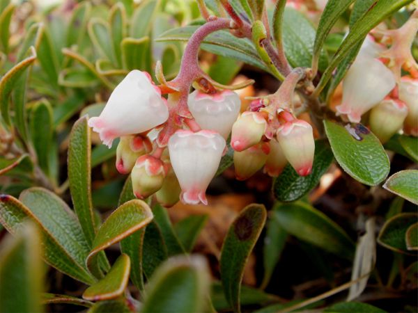 blomster,blomst,makro,fleur,MA,bær