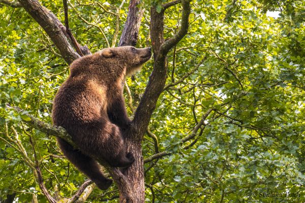 dieren,ursus,Arctos,bruin,beer,brun