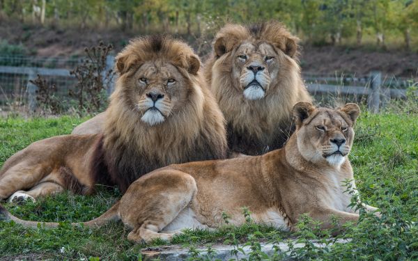 Foto,Felidae,Fleischfresser,Natur,Löwe,Haar