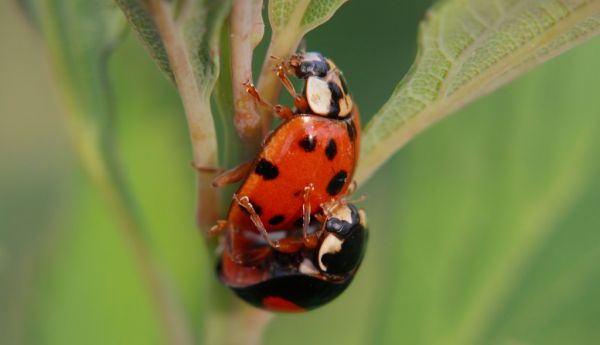 Japón, naturaleza, amor, hojas, negro, Asia