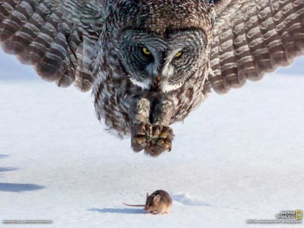 birds, bird of prey, owl, mice, snow, wildlife