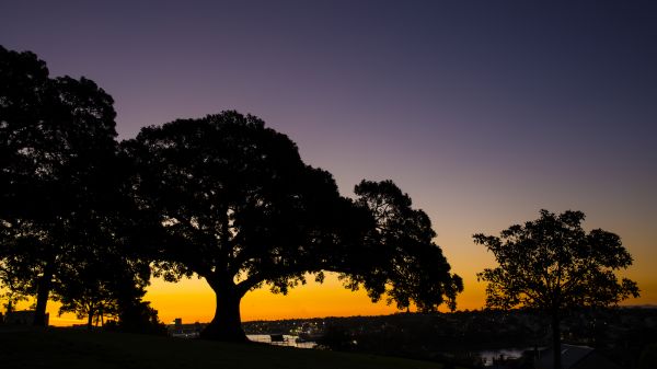 corteza de árbol,macOS wallpaper