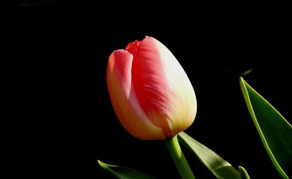 tulp,bloem,knop,zwarte achtergrond