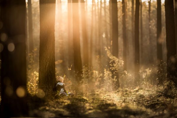 światło słoneczne,las,noc,woda,Natura,odbicie