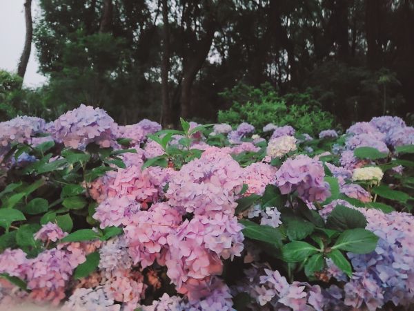 parque,Árboles,hojas,jardín de flores