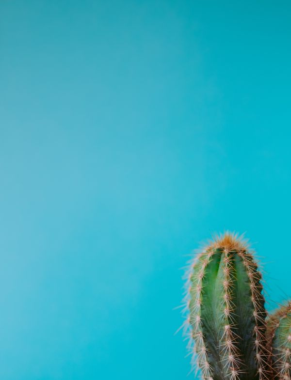 fundal albastru,minimalismul,cactus,plante,natură,colorat