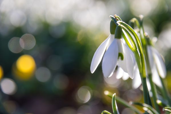 zonlicht,tak,groen,geel,bloesem,bokeh