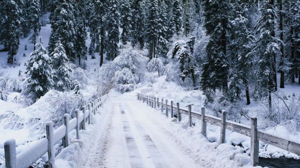 trees,forest,snow,winter,road,wood