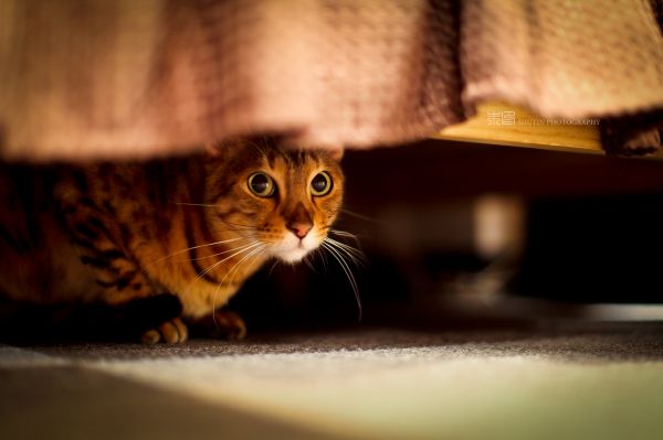 mignonne, Japon, Bonjour, beauté, chat, Japonais