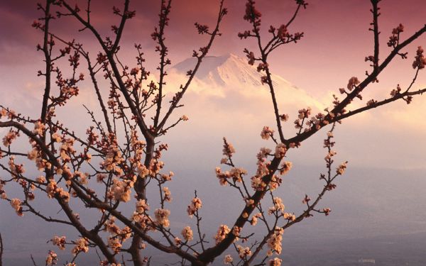 Japonia, lumina soarelui, apus de soare, natură, cer, ramură