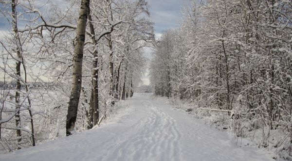 forest,snow,winter,branch,frost,path