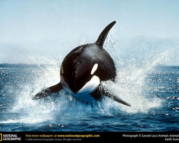 Tiere,Spritzt,Wal,Orca,National Geographic,Buckelwal