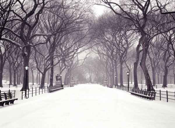 trees,monochrome,street,sky,park,snow