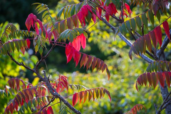 Natur,rot,Park,Ast,Schweden,blühen