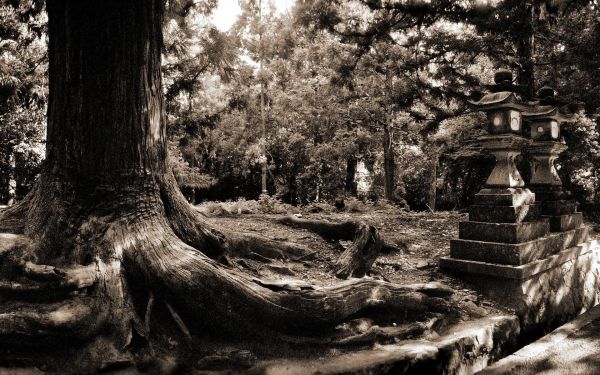 roots,garden,Japanese,tree,trunk,mighty