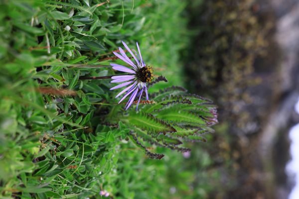 natură,plantaţie,platou