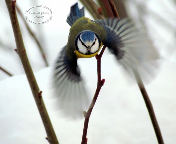 naturaleza,pájaro,En vuelo,invierno,nieve,de cerca