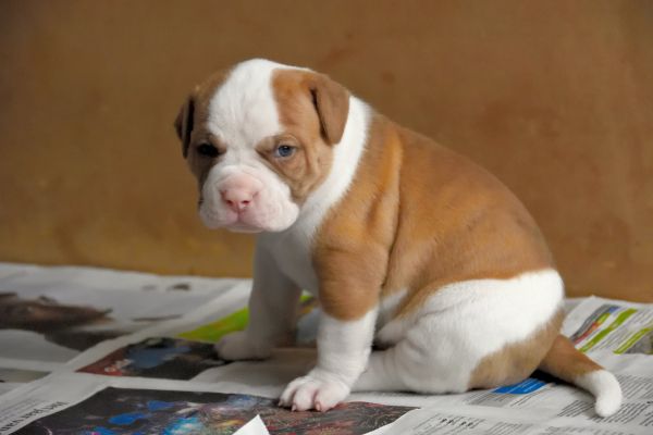 Tiere,Porträt,Baby,rot,Hund,Nikon