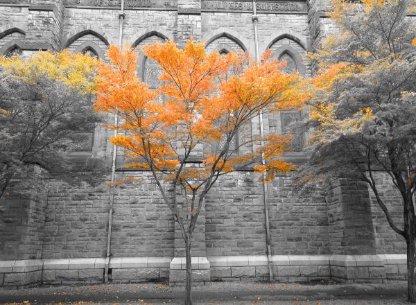 Árboles,invierno,rama,otoño,pared,Iglesia