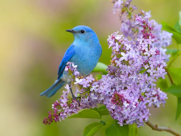 flowers,lilac,1600x1200 px,birds,bluebirds