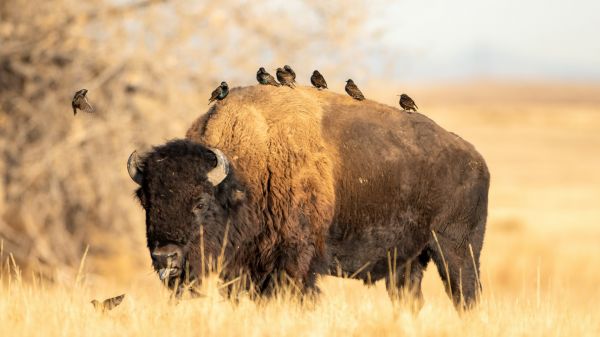 pianta,Natural landscape,working animal,bisonte,Toro,pascolo