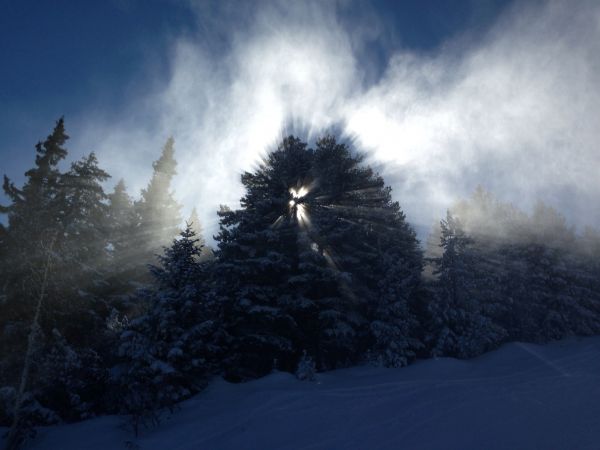 nieve, luz de sol, bosque, blanco, naturaleza, cielo