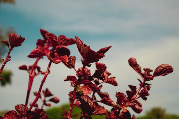 Flor Vocaloid,Macro