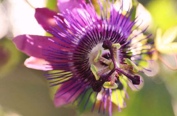 fleur,plante,fleur de la passion,Famille de fleurs de passion,flore,plante à fleurs