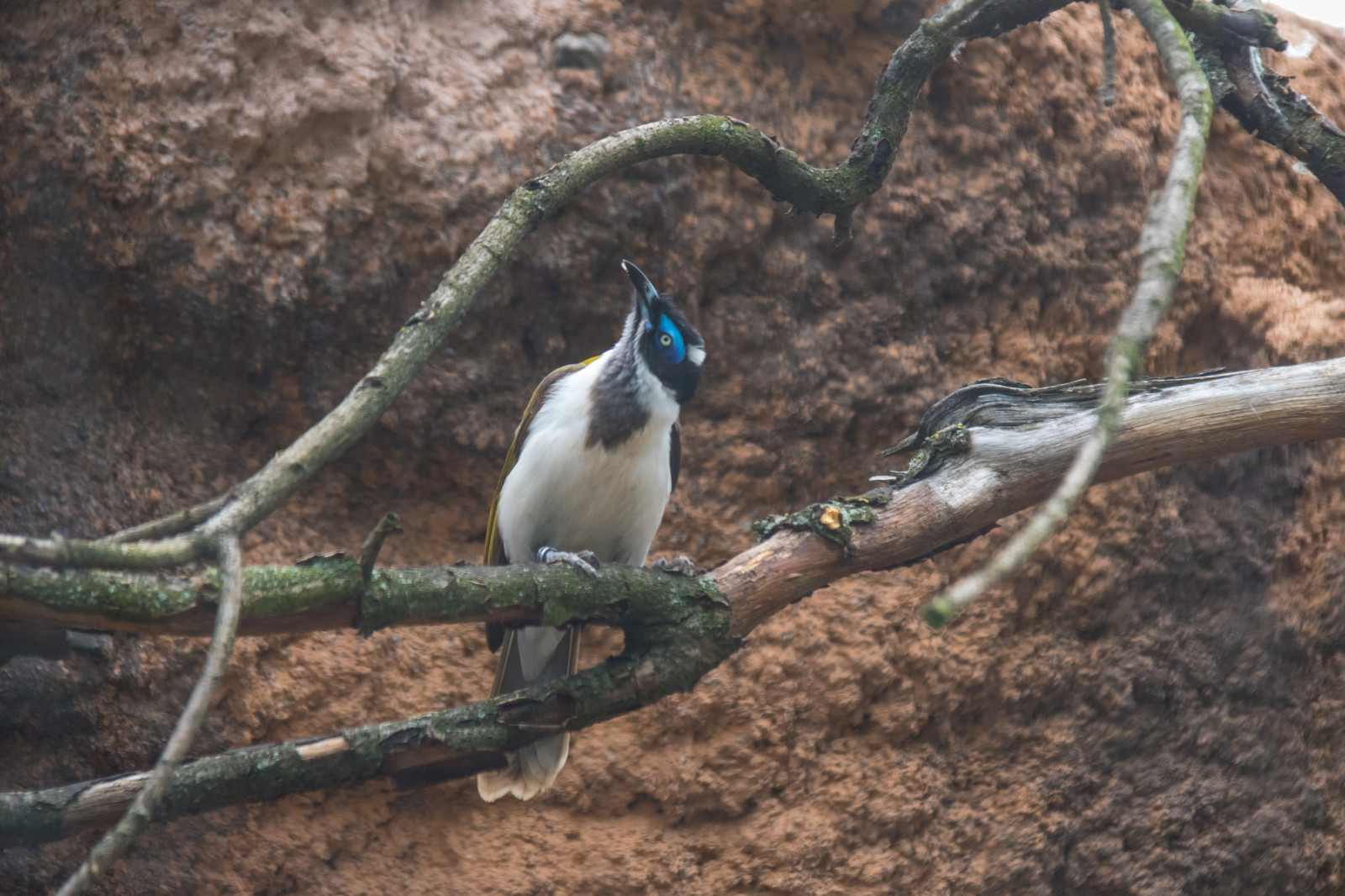 柏林, 鸟, 动物, 德国, 德国, 动物园, bluefacedhoneyeater, entomyzoncyanotis, 特斯克兰, 动物园, djur, f凝胶, 地理定位, 动物园, berlinzoo, djurpark, 地球化, 相机制作佳能, exif制作佳能, berlinszoo, 地理公园, 地质, exif镜头efs18200mmf3556is, exif焦距200mm, 外径孔56, exif isospeed 1250, 相机型号canoneos760d, exif模型canoneos760d, bl kindadhonungsf gel