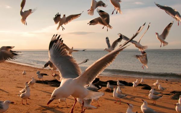 1920x1200 px,rebaño,Bokeh,Gaviotas,mar,apuntalar