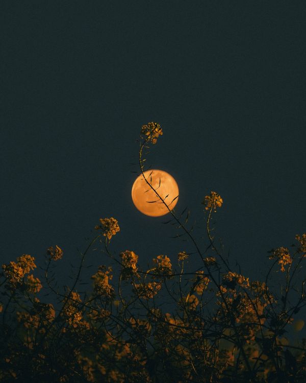 plante,himmel,afdeling,Kvist,natur,gadebelysning