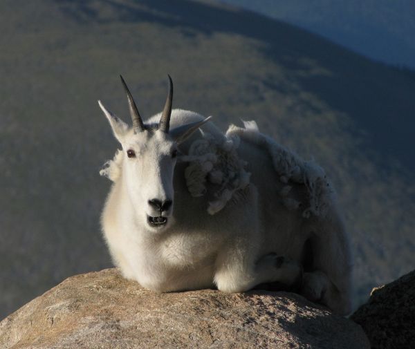 montanhas,Animais,natureza,Chifres,manhã,animais selvagens