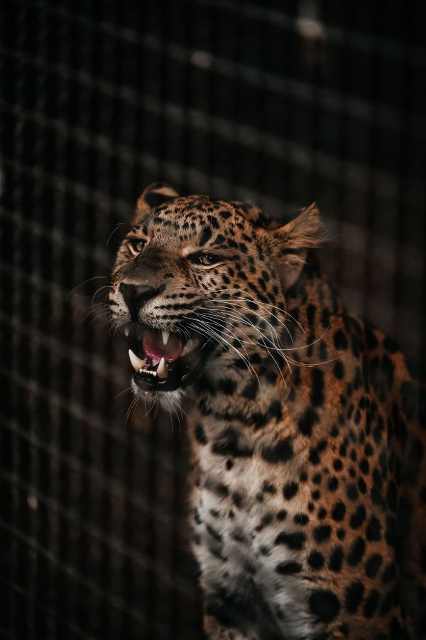 Tiere,Gepard,Löwe,wilde Katze