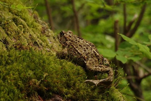 crapaud,amphibie,Parc national olympique,mousse,animaux,la nature