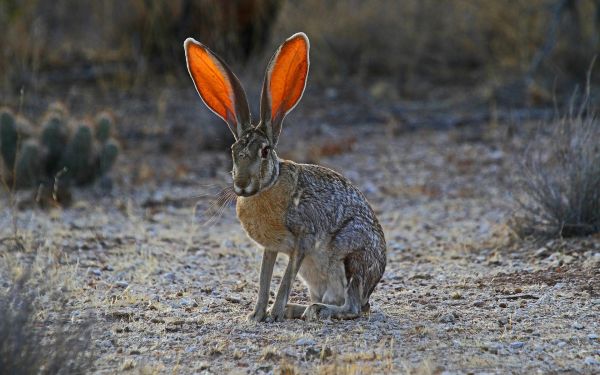 自然,草,野生動物,耳,光,野ウサギ