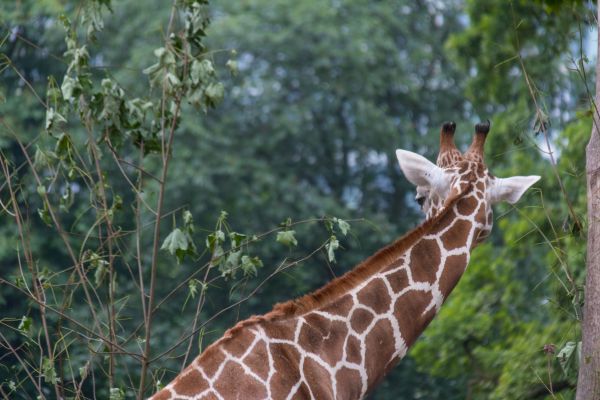 Germania,natura,Zoo,Berlino,animale,djur