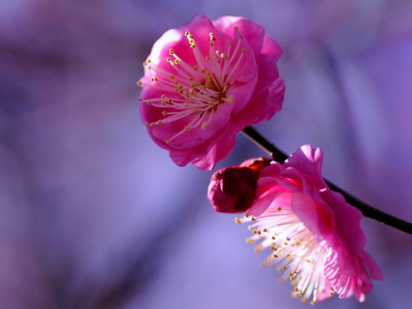 模糊,散景,花卉,紫丁香,1920x1440像素,赤红