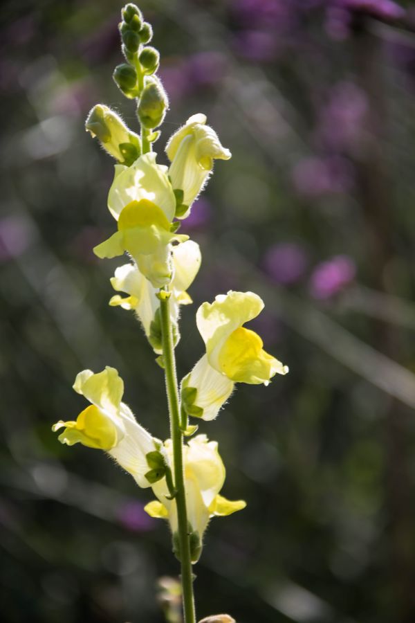 puutarha,keltainen,kukka,kasvi,Gladiolus,orkidea